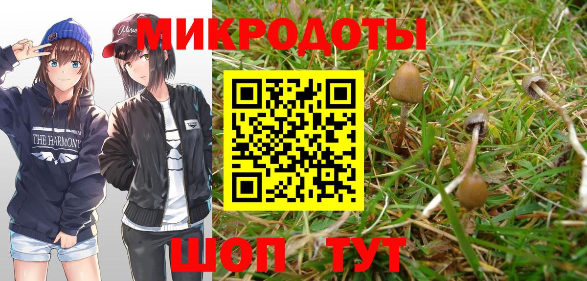 Галлюциногенные грибы Psilocybine cubensis Торжок